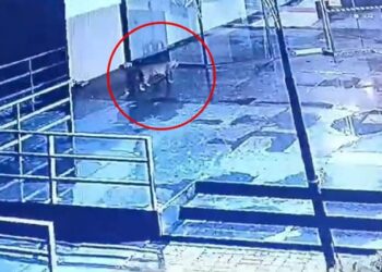 1 बिबट्या, 3 दिवस, 6 पथकं, 100 कर्मचारी, संभाजीनगरात दहशत