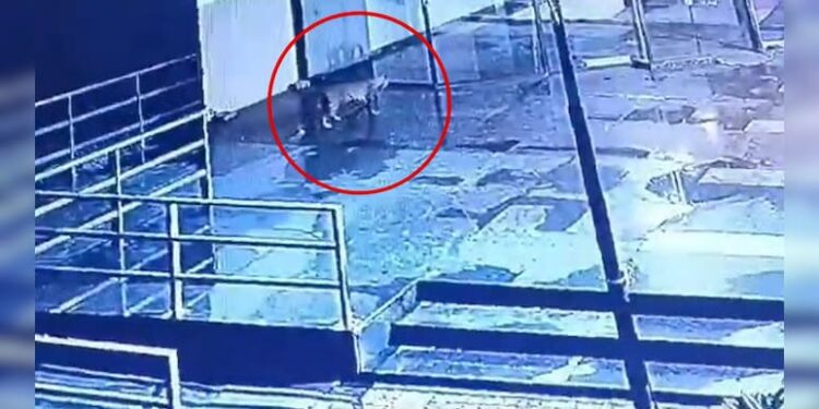 1 बिबट्या, 3 दिवस, 6 पथकं, 100 कर्मचारी, संभाजीनगरात दहशत