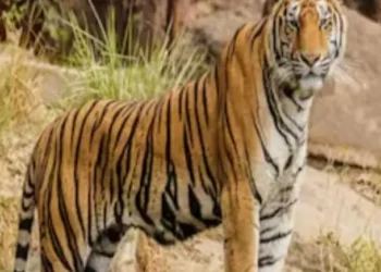 महाराष्ट्रातील वाघ राजस्थानला जाणार, राजस्थानातून महाराष्ट्राला काय मिळणार?