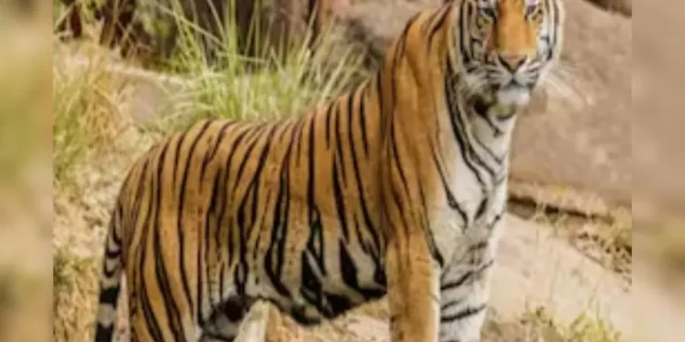 महाराष्ट्रातील वाघ राजस्थानला जाणार, राजस्थानातून महाराष्ट्राला काय मिळणार?